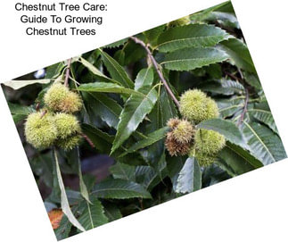 Chestnut Tree Care: Guide To Growing Chestnut Trees