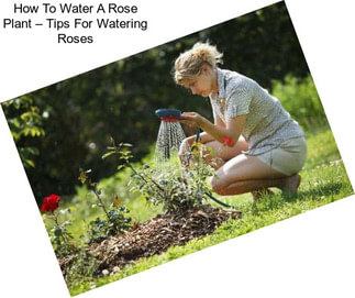 How To Water A Rose Plant – Tips For Watering Roses