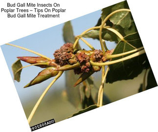 Bud Gall Mite Insects On Poplar Trees – Tips On Poplar Bud Gall Mite Treatment