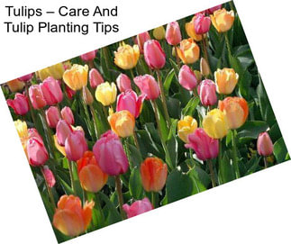 Tulips – Care And Tulip Planting Tips