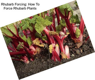 Rhubarb Forcing: How To Force Rhubarb Plants