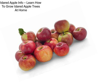 Idared Apple Info – Learn How To Grow Idared Apple Trees At Home
