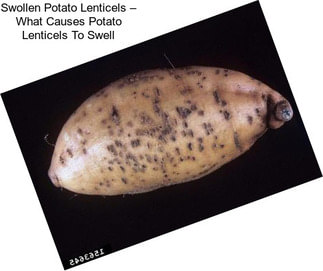 Swollen Potato Lenticels – What Causes Potato Lenticels To Swell