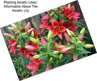 Planting Asiatic Lilies: Information About The Asiatic Lily