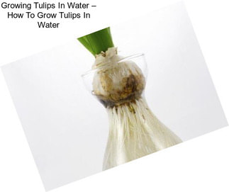 Growing Tulips In Water – How To Grow Tulips In Water