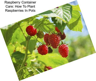 Raspberry Container Care: How To Plant Raspberries In Pots