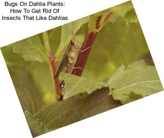 Bugs On Dahlia Plants: How To Get Rid Of Insects That Like Dahlias