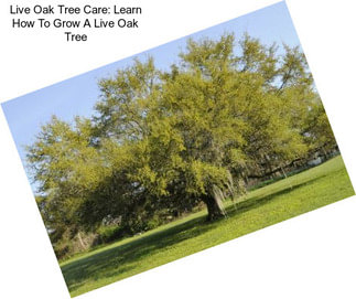 Live Oak Tree Care: Learn How To Grow A Live Oak Tree