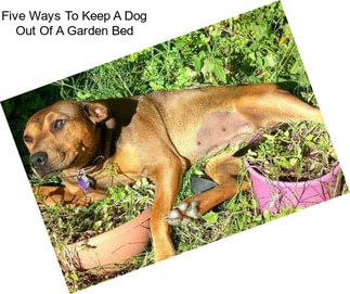 Five Ways To Keep A Dog Out Of A Garden Bed