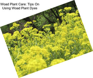 Woad Plant Care: Tips On Using Woad Plant Dyes
