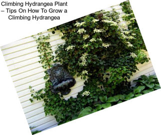 Climbing Hydrangea Plant – Tips On How To Grow a Climbing Hydrangea