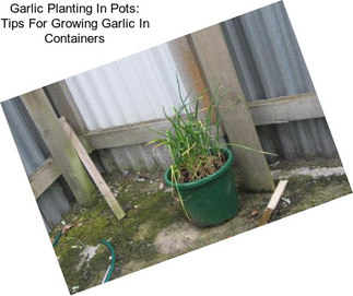 Garlic Planting In Pots: Tips For Growing Garlic In Containers