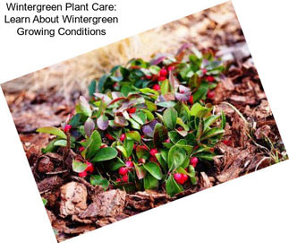 Wintergreen Plant Care: Learn About Wintergreen Growing Conditions