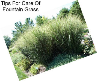 Tips For Care Of Fountain Grass