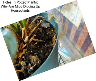 Holes In Potted Plants: Why Are Mice Digging Up Houseplants