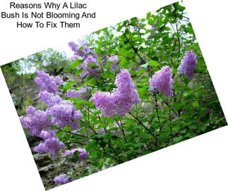 Reasons Why A Lilac Bush Is Not Blooming And How To Fix Them