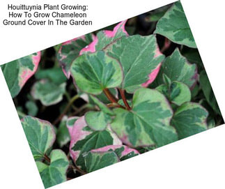 Houittuynia Plant Growing: How To Grow Chameleon Ground Cover In The Garden