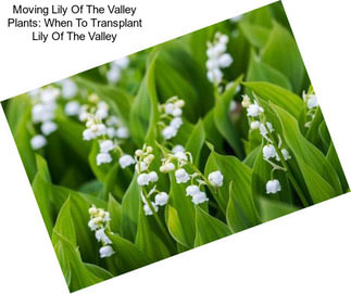 Moving Lily Of The Valley Plants: When To Transplant Lily Of The Valley