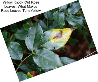 Yellow Knock Out Rose Leaves: What Makes Rose Leaves Turn Yellow