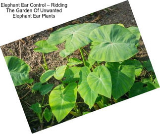 Elephant Ear Control – Ridding The Garden Of Unwanted Elephant Ear Plants