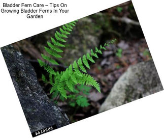 Bladder Fern Care – Tips On Growing Bladder Ferns In Your Garden