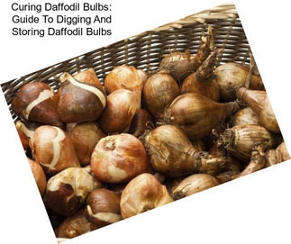Curing Daffodil Bulbs: Guide To Digging And Storing Daffodil Bulbs