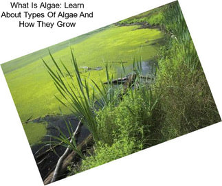What Is Algae: Learn About Types Of Algae And How They Grow