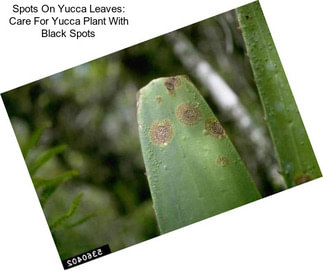 Spots On Yucca Leaves: Care For Yucca Plant With Black Spots