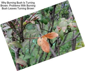 Why Burning Bush Is Turning Brown: Problems With Burning Bush Leaves Turning Brown