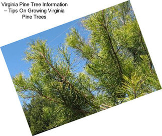 Virginia Pine Tree Information – Tips On Growing Virginia Pine Trees