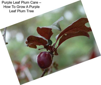Purple Leaf Plum Care – How To Grow A Purple Leaf Plum Tree