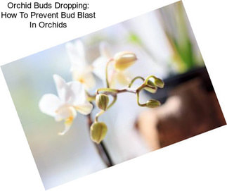 Orchid Buds Dropping: How To Prevent Bud Blast In Orchids