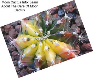 Moon Cactus Info: Learn About The Care Of Moon Cactus