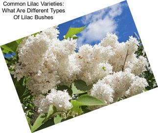 Common Lilac Varieties: What Are Different Types Of Lilac Bushes