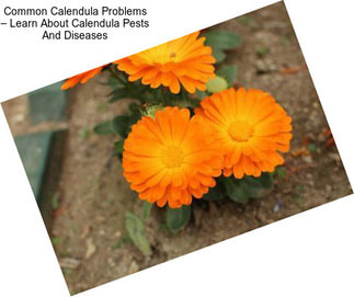 Common Calendula Problems – Learn About Calendula Pests And Diseases