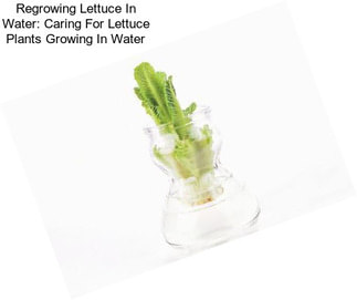 Regrowing Lettuce In Water: Caring For Lettuce Plants Growing In Water