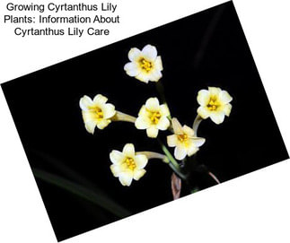 Growing Cyrtanthus Lily Plants: Information About Cyrtanthus Lily Care