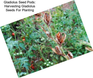 Gladiolus Seed Pods: Harvesting Gladiolus Seeds For Planting