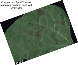 Cowpea Leaf Spot Diseases: Managing Southern Peas With Leaf Spots