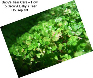 Baby\'s Tear Care – How To Grow A Baby\'s Tear Houseplant