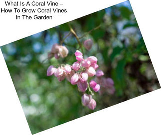 What Is A Coral Vine – How To Grow Coral Vines In The Garden