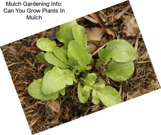 Mulch Gardening Info: Can You Grow Plants In Mulch