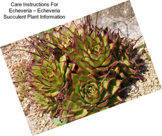 Care Instructions For Echeveria – Echeveria Succulent Plant Information