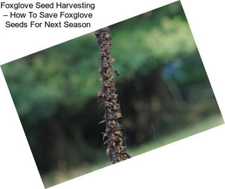 Foxglove Seed Harvesting – How To Save Foxglove Seeds For Next Season