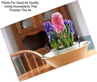 Plants For Good Air Quality: Using Houseplants That Freshen The Air