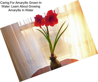 Caring For Amaryllis Grown In Water: Learn About Growing Amaryllis In Water