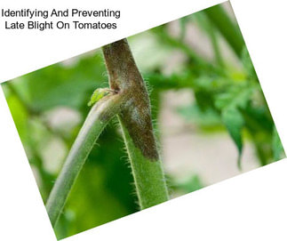 Identifying And Preventing Late Blight On Tomatoes