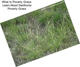 What Is Poverty Grass: Learn About Danthonia Poverty Grass