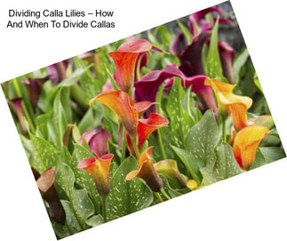 Dividing Calla Lilies – How And When To Divide Callas