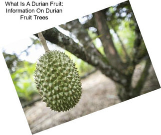 What Is A Durian Fruit: Information On Durian Fruit Trees
